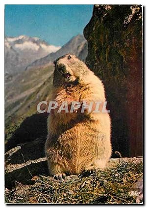 Bild des Verkufers fr Carte Postale Moderne Marmotte Marmot zum Verkauf von CPAPHIL