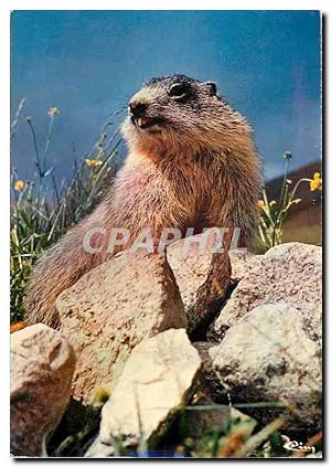 Bild des Verkufers fr Carte Postale Moderne Animaux de Montagne La Marmotte zum Verkauf von CPAPHIL