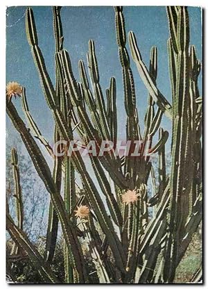 Image du vendeur pour Carte Postale Moderne La Reunion Cactus mis en vente par CPAPHIL