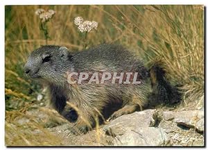 Bild des Verkufers fr Carte Postale Moderne Faune des Alpes La Marmotte zum Verkauf von CPAPHIL