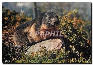 Bild des Verkufers fr Carte Postale Moderne La Marmotte Cliche pris au Parc Zoologique de la Mer de Glace Chamonix zum Verkauf von CPAPHIL