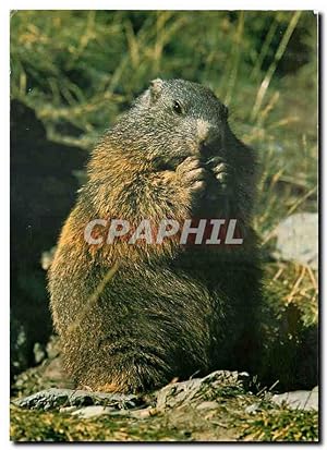 Bild des Verkufers fr Carte Postale Moderne Murmeltier Marmotte zum Verkauf von CPAPHIL