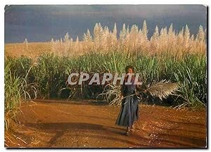 Carte Postale Moderne Guadeloupe Cannes a sucre en fleurs