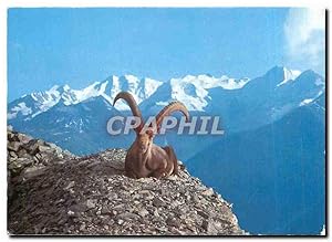 Bild des Verkufers fr Carte Postale Moderne Steinbock mit Berninagruppe zum Verkauf von CPAPHIL