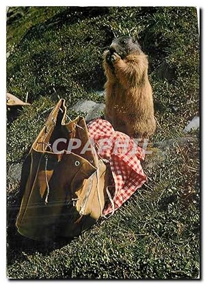 Bild des Verkufers fr Carte Postale Moderne Marmotte Gute Sachen gibt es zum Verkauf von CPAPHIL