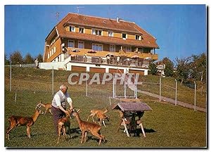 Carte Postale Moderne Hôtel Cafe Pension Waldlust Hausern Biches