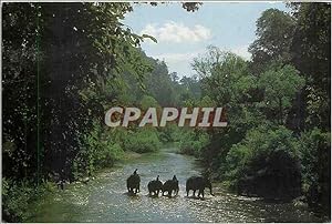 Image du vendeur pour Carte Postale Moderne Elephants Thailande mis en vente par CPAPHIL