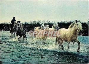 Seller image for Carte Postale Moderne La Camargue Pays de ciel bleu et de mirages Manade de chevaux sauvages for sale by CPAPHIL