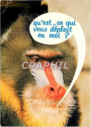 Image du vendeur pour Carte Postale Moderne Animaux Humoristiques Face de singe mis en vente par CPAPHIL