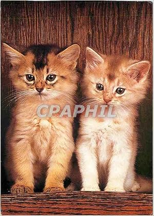 Seller image for Carte Postale Moderne Chatons Somali for sale by CPAPHIL