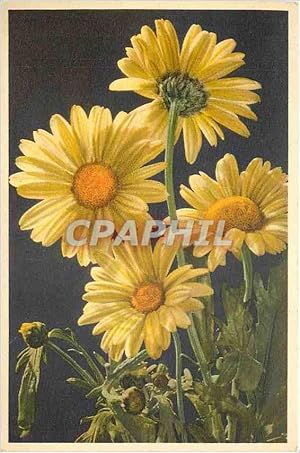 Bild des Verkufers fr Carte Postale Ancienne Chrysanthemum seglum L Fior d'Oro Corn Marygold Fleurs zum Verkauf von CPAPHIL