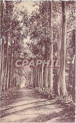 Image du vendeur pour Carte Postale Ancienne Alle d'Eucalyptus mis en vente par CPAPHIL