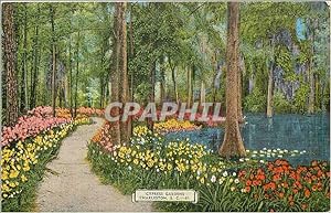 Carte Postale Ancienne Cypress Gardens Charleston SC