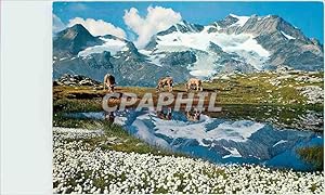 Bild des Verkufers fr Carte Postale Moderne Wollgras See am Berninapass mit Piz Cambrena zum Verkauf von CPAPHIL