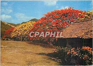 Carte Postale Moderne Martinique Flamboyant jaunes et rouges