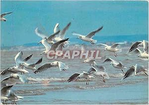 Imagen del vendedor de Carte Postale Moderne PP Avec les oiseaux de passage a la venta por CPAPHIL