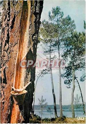 Bild des Verkufers fr Carte Postale Moderne Le Pin des Landes Car pourlui derober ses larmesde resine l'homme avarre bourreau de la creation zum Verkauf von CPAPHIL