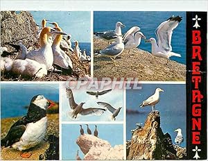 Image du vendeur pour Carte Postale Moderne Les Oiseaux de Mer de nos cotes fou de Bassan goelands argentes mis en vente par CPAPHIL