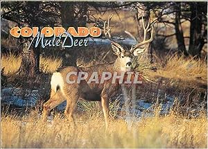 Seller image for Carte Postale Moderne Colorado Mule Deer for sale by CPAPHIL