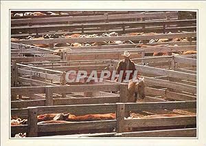 Carte Postale Moderne Amarillo Cattle in the Corral