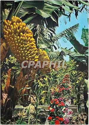 Seller image for Carte Postale Moderne Gran Canaria Islas Canarias for sale by CPAPHIL