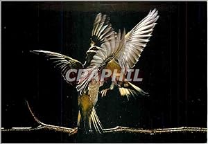 Image du vendeur pour Carte Postale Moderne Les Oiseaux de Roland Fiorillo Les Verdiers Jeu d'Ales mis en vente par CPAPHIL