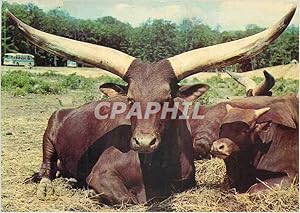 Image du vendeur pour Carte Postale Moderne Watusis en Libert dans la Reserve Africaine du Chteau de Thoiry en Yvelines mis en vente par CPAPHIL