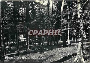 Bild des Verkufers fr Carte Postale Moderne Foresta Umbra Matteo Savastano Albe ge Rifugio zum Verkauf von CPAPHIL