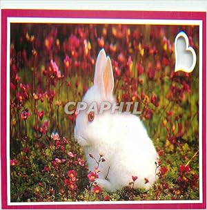 Image du vendeur pour Carte Postale Moderne Lapin mis en vente par CPAPHIL