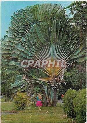 Seller image for Carte Postale Moderne Arbre du Voyageur Saint Barthelemy for sale by CPAPHIL