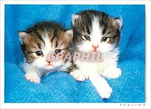 Seller image for Carte Postale Moderne Gentils Chatons for sale by CPAPHIL