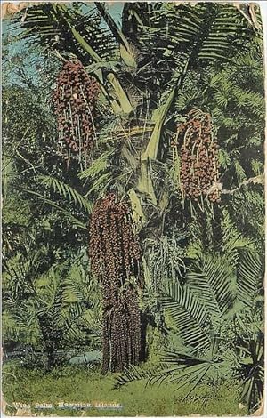 Carte Postale Ancienne Wine Palm Hawaiin islands