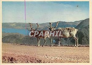 Seller image for Carte Postale Moderne Norway Reindeer on the North Cape Road for sale by CPAPHIL