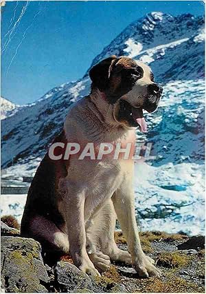 Bild des Verkufers fr Carte Postale Moderne Chien du Grand Saint Bernard zum Verkauf von CPAPHIL