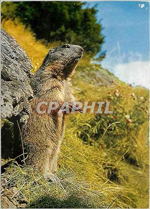 Bild des Verkufers fr Carte Postale Moderne Marmotte zum Verkauf von CPAPHIL
