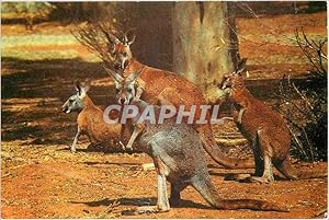 Carte Postale Moderne Australia Kangaroo