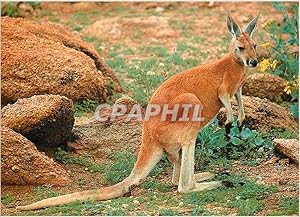 Carte Postale Moderne Australia Australian Kangaroo