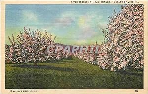 Carte Postale Ancienne Shenandoah Valley of Virginia Apple Blossom