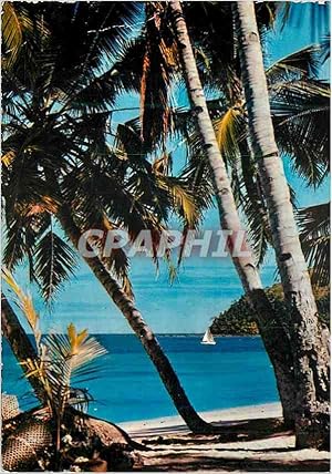 Carte Postale Moderne Antilles Radieuses Plage de cocotiers