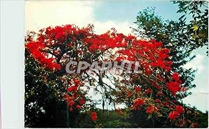Carte Postale Moderne Antilles françaises Flaboyants Flaming Trees