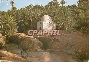 Carte Postale Moderne Tozeur (tunisie) marabout dans la paimeraie (sidi laguili)