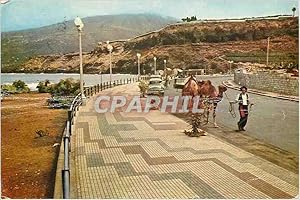 Carte Postale Moderne Tenerife Santa Cruz de Tenerife Promenade de Colomb