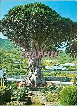 Carte Postale Moderne Tenerife Icod de los Vinos
