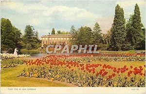 Bild des Verkufers fr Carte Postale Moderne Tulip Time in Kew Gardens zum Verkauf von CPAPHIL