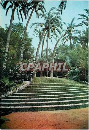Bild des Verkufers fr Carte Postale Moderne Elche Perran Hort de Baix zum Verkauf von CPAPHIL