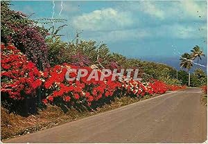 Carte Postale Moderne Martinique Grand Riviere La route fleurie