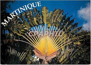 Carte Postale Moderne Martinique Arbre du Voyageur