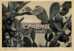 Seller image for Carte Postale Moderne Aspra (Bagheria) La Nature S'Entoure for sale by CPAPHIL