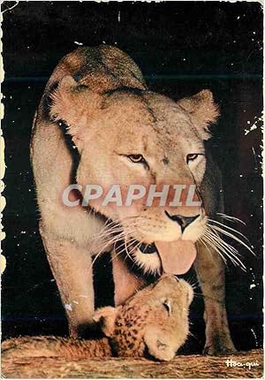 Bild des Verkufers fr Carte Postale Moderne Senegal Maman et bebe lion zum Verkauf von CPAPHIL