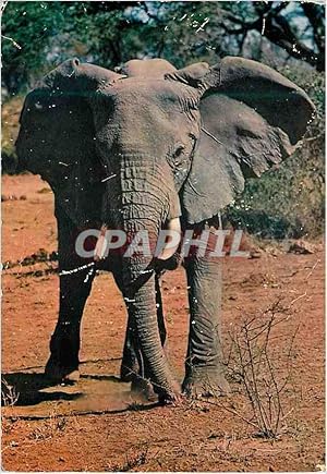 Bild des Verkufers fr Carte Postale Moderne Senegal Elephant zum Verkauf von CPAPHIL